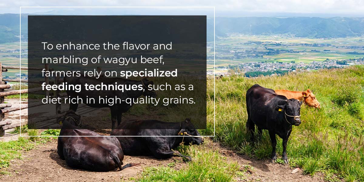 The History of Wagyu Beef 